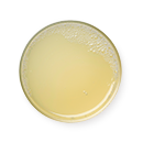 Lemon Juice Concentrate